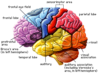 Brain Body Mind and Meditation Healing Faith