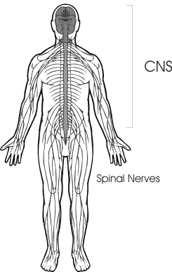 Spinal Nerves Meditation Faith Body