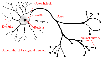 Neuron Cell and Meditation Experience